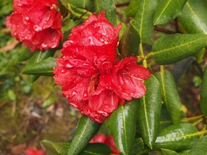 Rhododendron mengtszense (AC 5663)