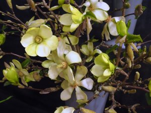 Magnolia ‘Lemon Star'