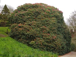 Rhododendron ‘Cornish Red’