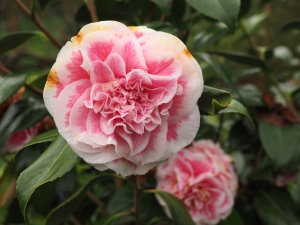 Camellia japonica ‘Look Away’