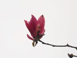 Magnolia ‘Yuchelia’