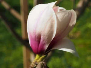 Magnolia ‘Helena’