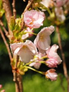 Prunus ‘Amanogawa’