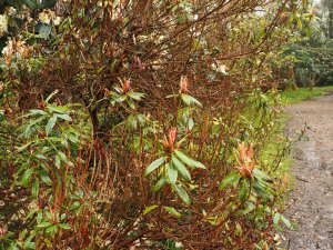 Rhododendron hunnewellianum