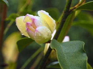 Magnolia ‘Fairy Lime’