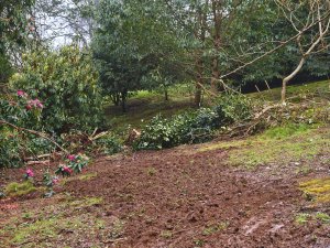 clearance in the rhododendron planting area