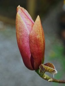 Magnolia ‘Royal Splendour’