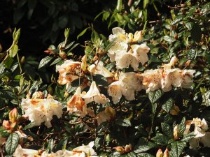 Rhododendron ‘Fragrantissimum’