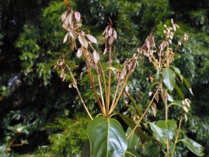 Lithocarpus fenestratus (NJM 13074)