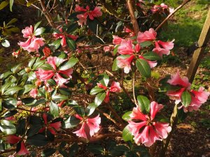 Rhododendron haemalum ‘Atropurpureum’