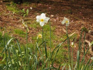 late flowering daffodils