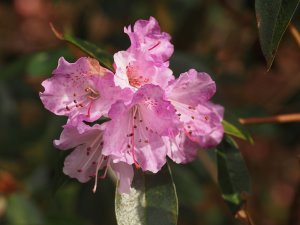 Rhododendron oreotrephes