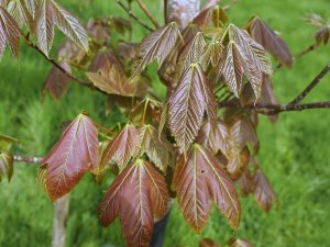 Acer sterculiaceum subsp. sterculiaceum (NJM 13017)