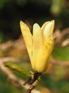 Magnolia ‘Golden Goblet’