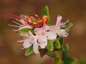 Rhododendron fuyuanense (JN2747)