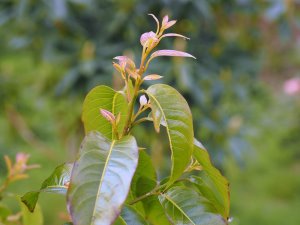 Huodendron tibeticum