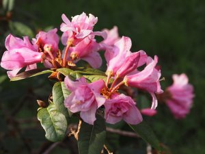Rhododendron ‘Johnny Johnstone’