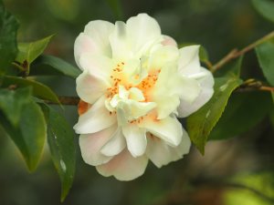 Camellia ‘Scentuous’