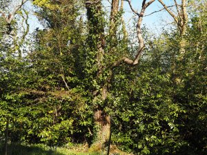 Prunus pilosiuscula