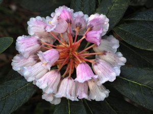 Rhododendron hodgsonii