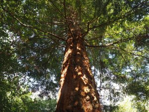 Sequoia sempervirens