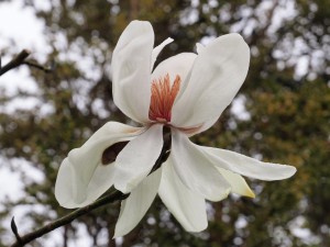 Magnolia 'Strybing White'