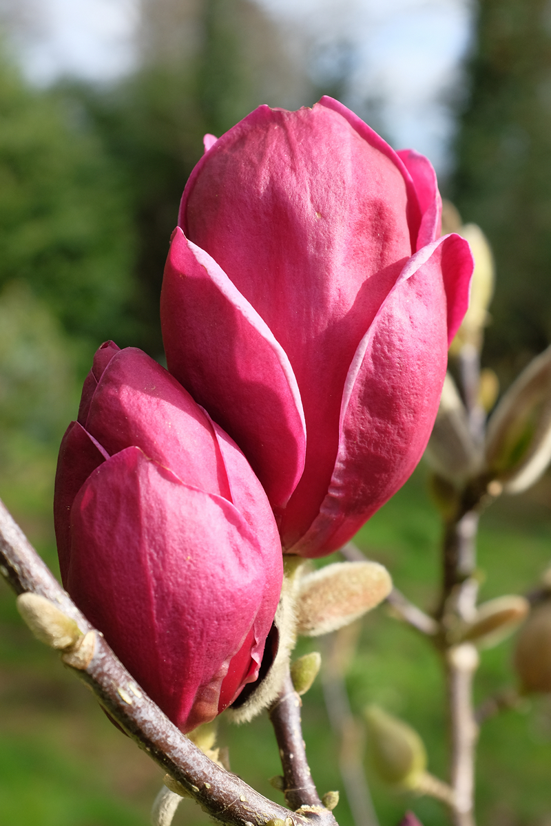 Magnolia ‘Genie’