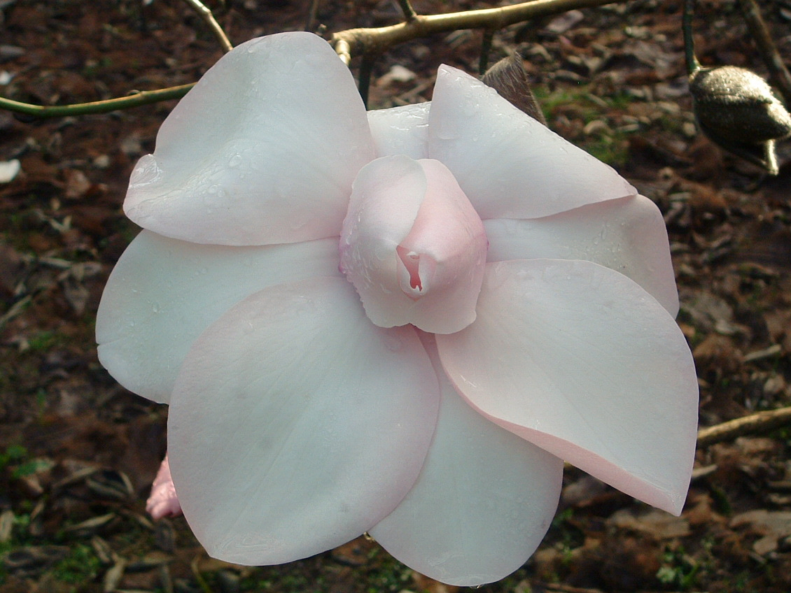 Magnolia campbellii alba ‘Trelissick'