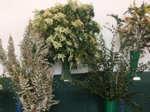 Pieris japonica 'Forrest Flame', Erica arborea & Azara microphylla