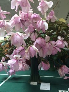 Magnolia sargentiana robusta x sprengeri 'Diva' Second Prize