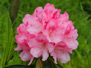 RHODODENDRON broughtonii