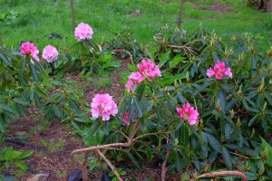 RHODODENDRON broughtonii 02