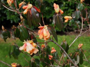 Rhododendron ‘Trewithen Orange’