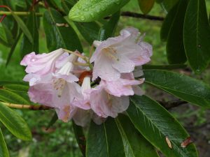 Faded Rhododendron loderi ‘Pink Diamond’