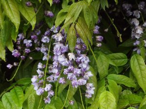 Wisteria floribunda ‘Violacea Plena