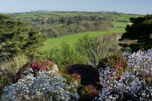 A view over magnolias and rhododendrons at Caerhays Castle, Cornwall, UK