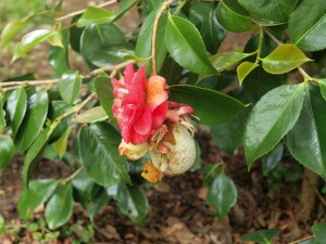 gall on Camellia Lady Clare