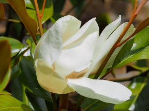 MAGNOLIA grandiflora ‘Overton’