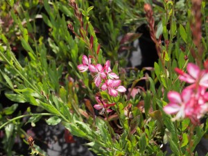 Gaura ‘Rosyjane’