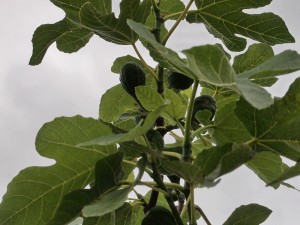 Ficus carica (common fig)