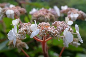 Hydrangea aspera ssp robusta