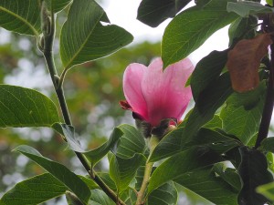 Magnolia ‘Iolanthe’