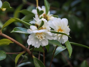 Camellia sasanqua ‘Winter Snowman’