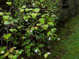 Symphoricarpos albus (Snowberry)