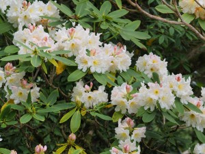 Rhododendron fortunei subsp discolor