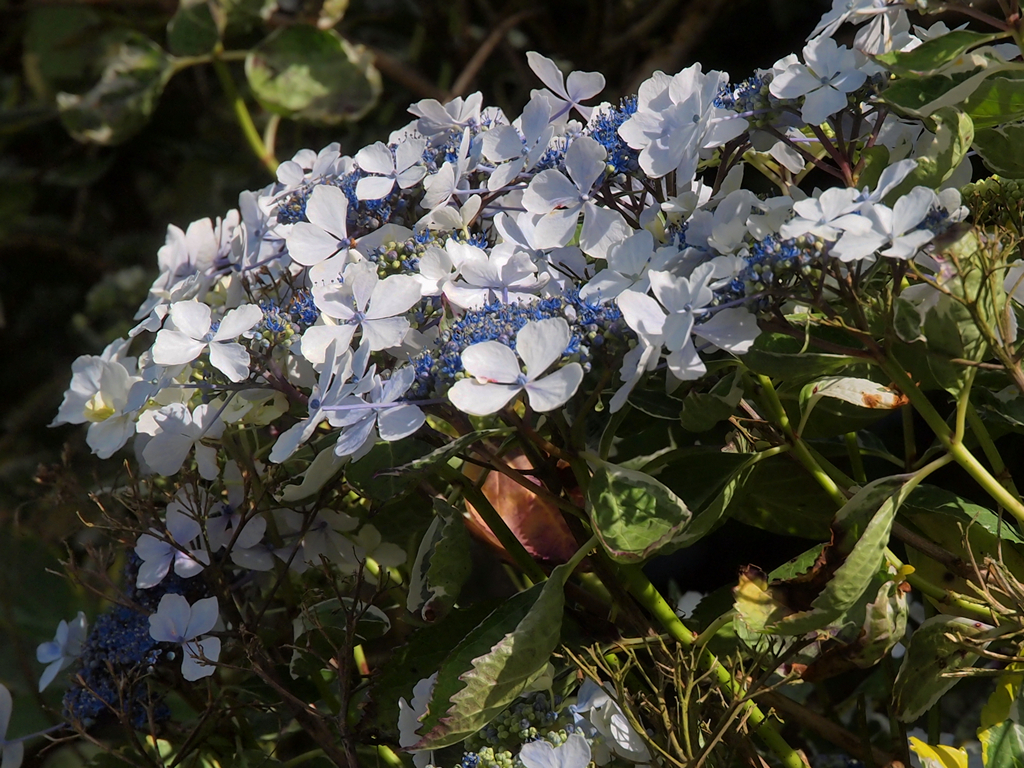 Hydrangea ‘Tricolor’