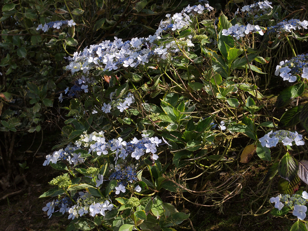 Hydrangea ‘Tricolor’