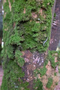 Acer palmatum ‘Senkaki’ (now ‘Sango kaku’)