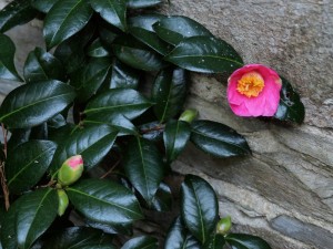Camellia williamsii ‘St Ewe’