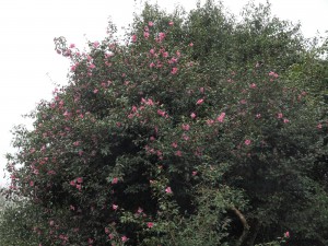 unnamed x williamsii camellia